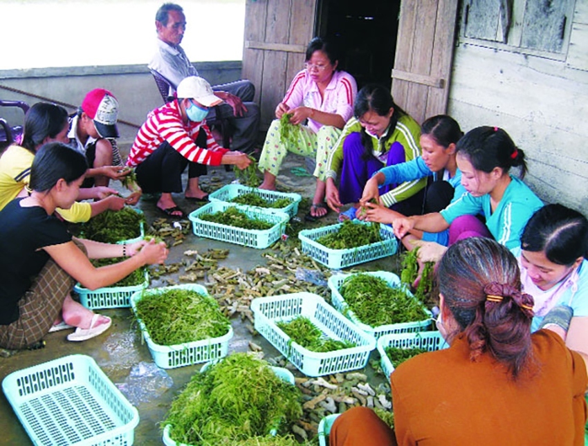 Seaweed can become key economic industry of seafood sector